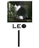 LEO